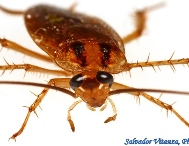 Blattodea-Ectobiidae-Blattella-germanica-German-Cockroach-MALE-E
