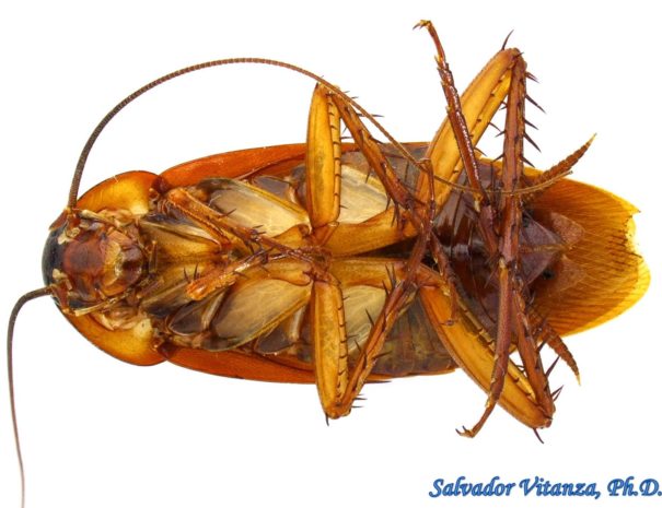 Blattodea-Blattidae-Periplaneta-americana-American-Cockroach-FEMALE-B