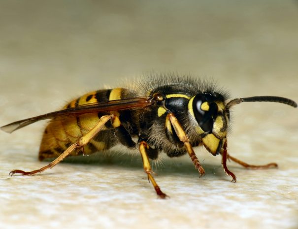 Common_Wasp_(Vespula_(Paravespula)_vulgaris)_(8654391297)