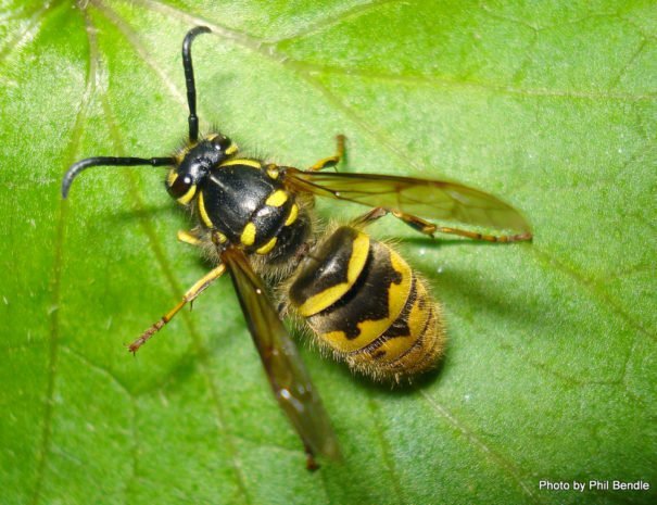 paraVespula_vulgaris__Common_wasp